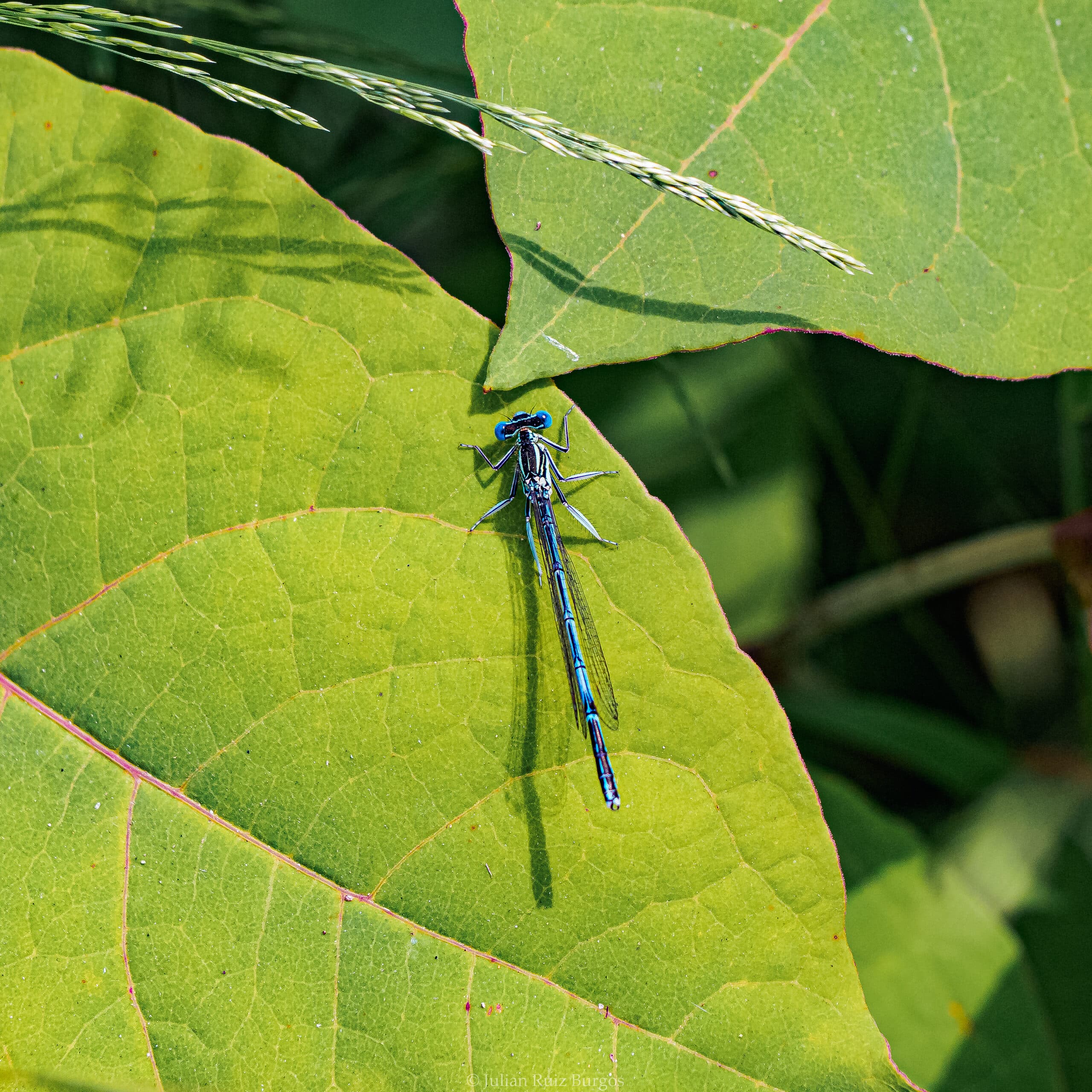 Blue-tailed Damselfly