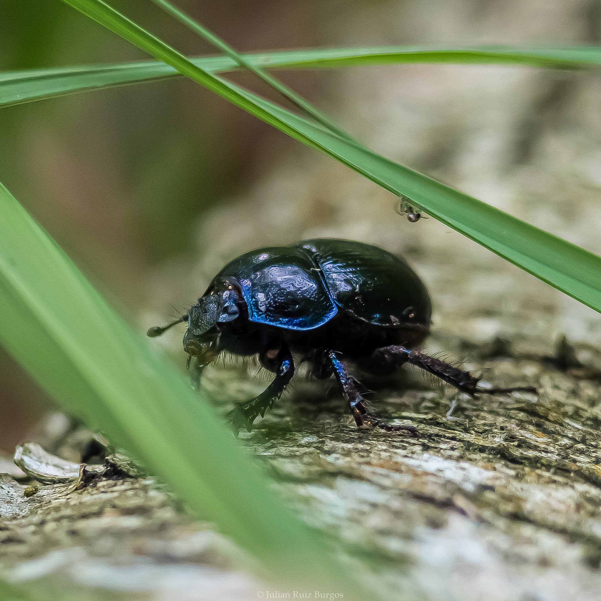 Dung Beetle