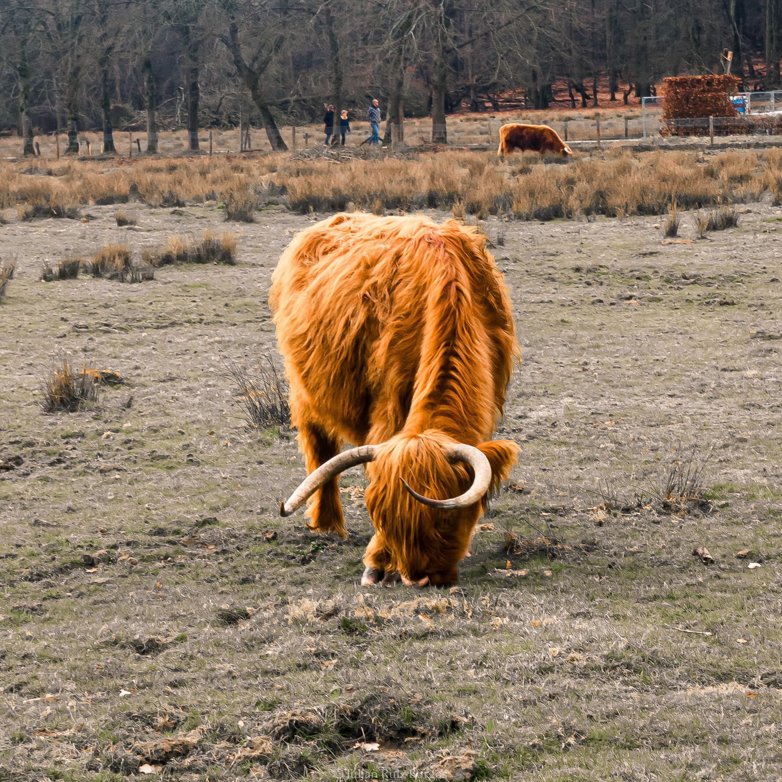 Highland Cow