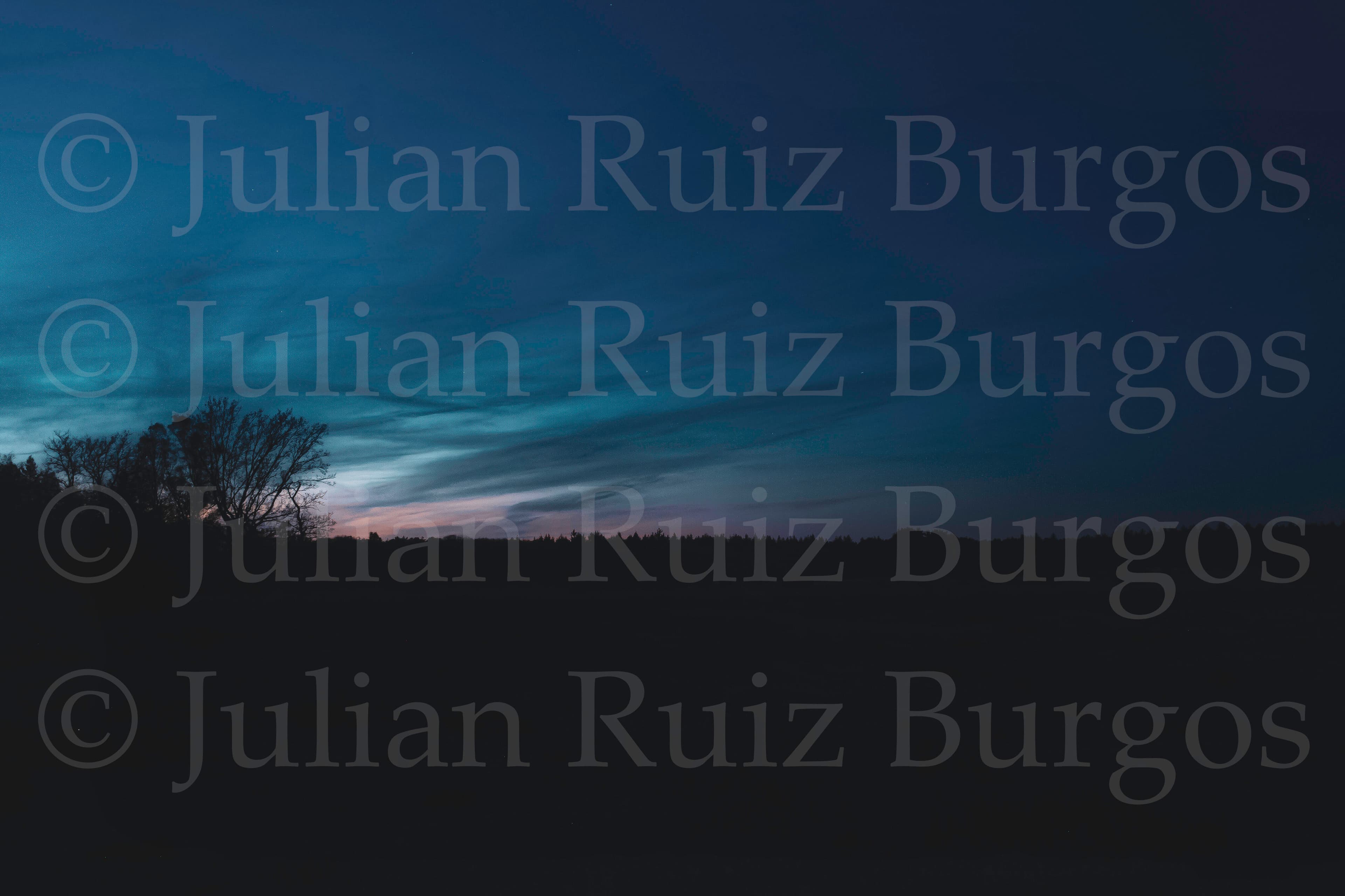 Leenderbos at Dusk VI