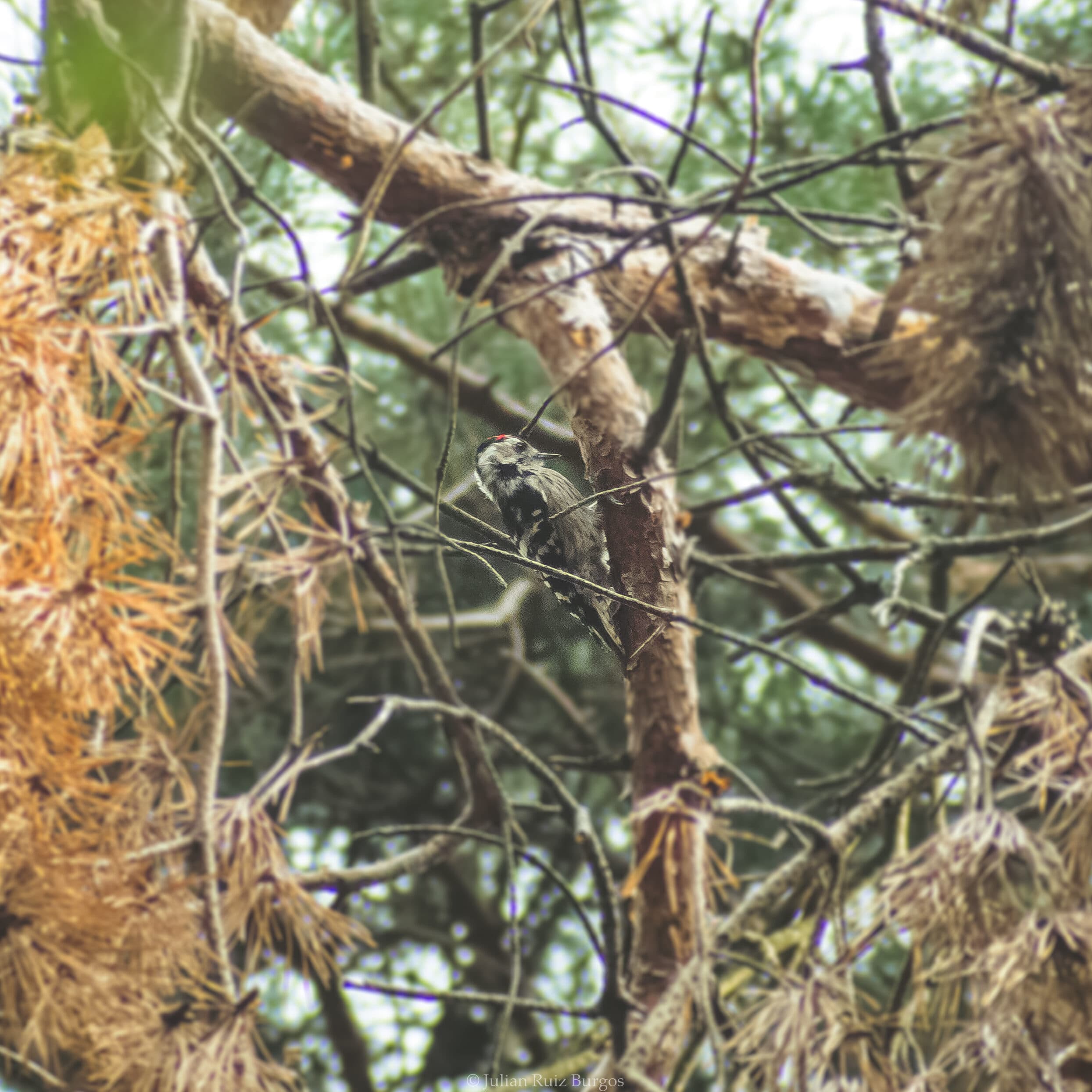 Lesser Spotted Woodpecker